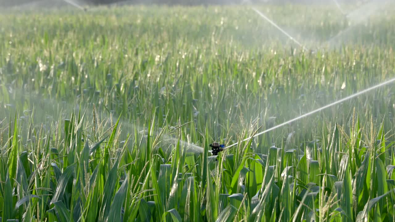 rociadores regando el campo al amanecer