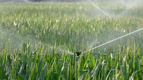 Sprinkler-Bewässern-Das-Feld-Bei-Sonnenaufgang