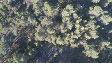 aerial view of a forest