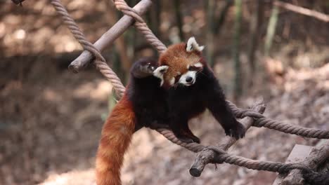 Red-panda-scratching-its-head-on-a-wooden-structure