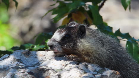 fotograma completo de cerca: joven marmota peluda en una roca soleada