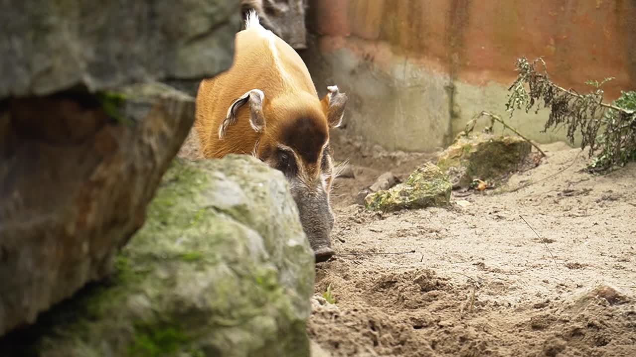 모래 지형을 걸어다니는 큰 갈색 돼지