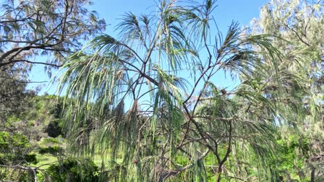 los árboles se balancean suavemente en el viento