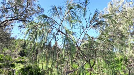 trees swaying gently in the wind