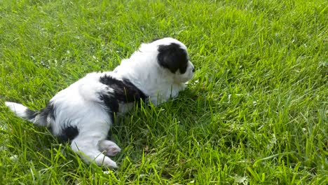 Slow-pan-right-of-Maltese-Miniature-Schnauzer-puppy-laying-in-the-grass-on-a-warm-summer-afternoon