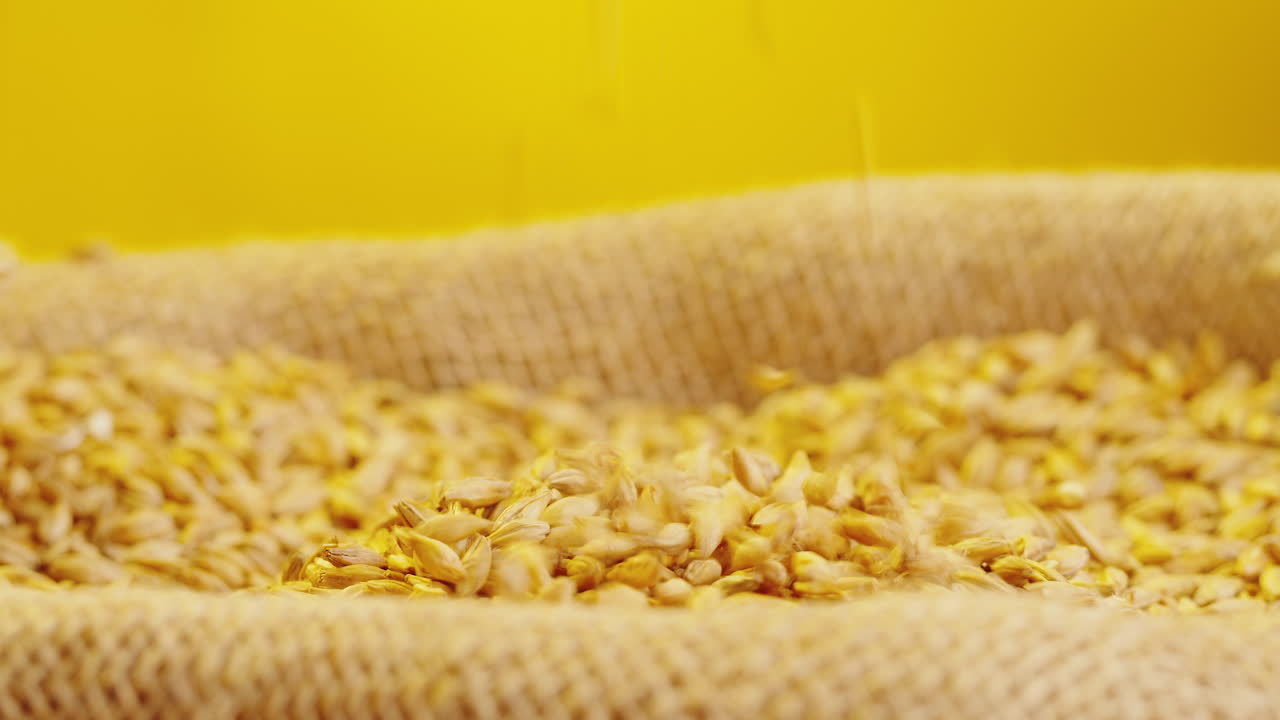 Pouring liquid over grains in a burlap bag