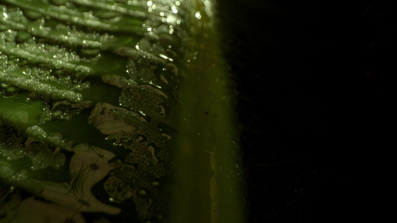 Foglia verde bagnata con trama a venatura pennata e una goccia d'acqua che attraversa perpendicolarmente lungo le venature secondarie, lenta e graduale spinta e accumulo, sfondo naturale.