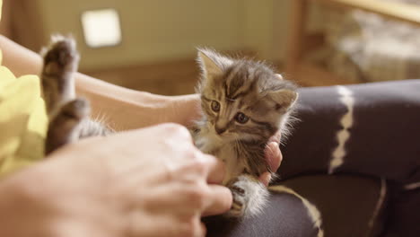 adorable fluffy kitten on its back gets belly scratches from caucasian lady