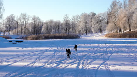 Zwei-Freundliche-Laika-Hunde-Rennen-An-Einem-Sonnigen-Wintermorgen-Auf-Sie-Zu