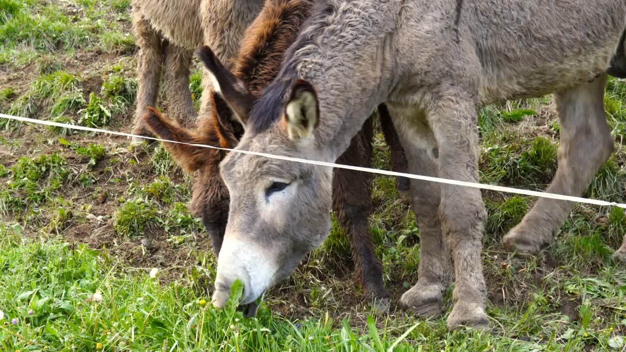 burros pastando en las montañas comen hierba
