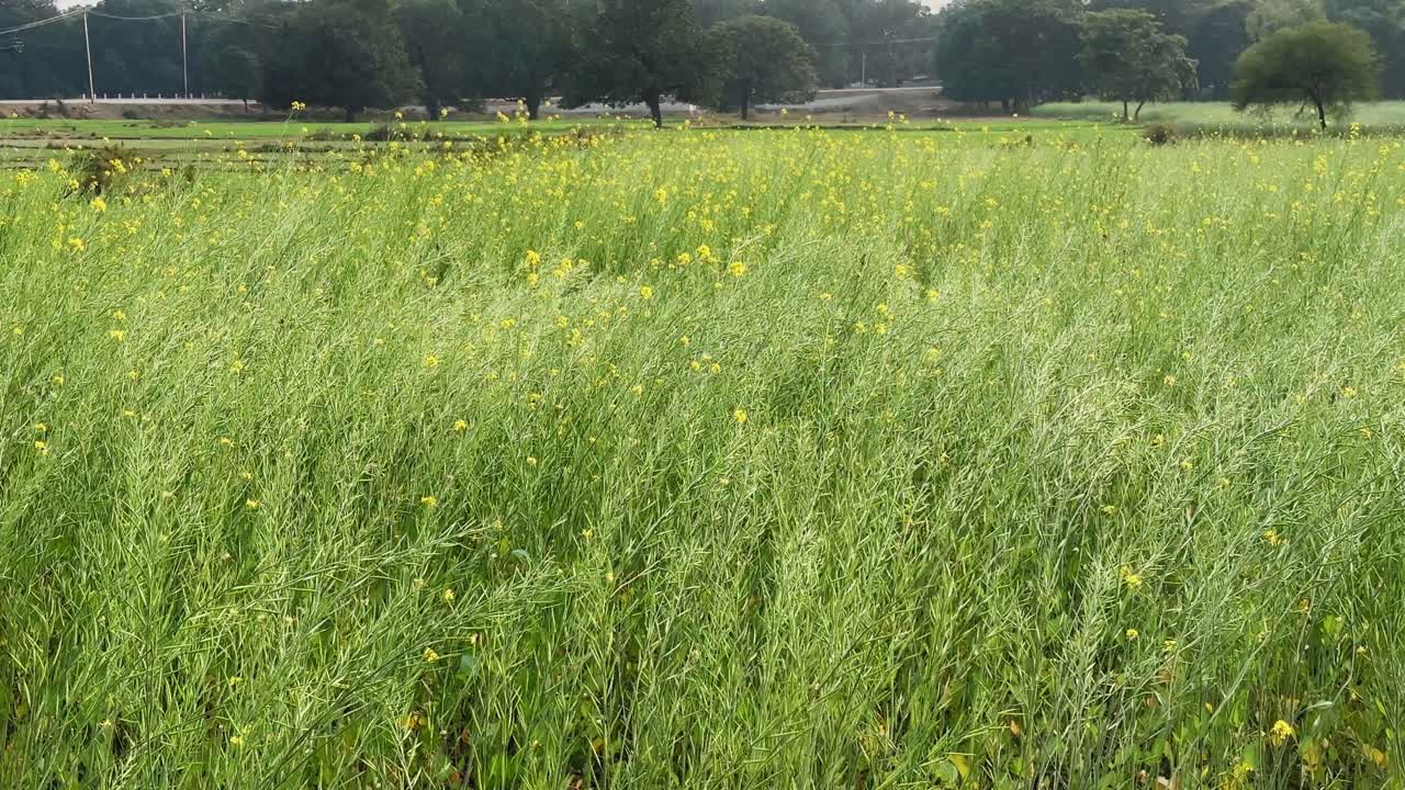 Coltivazione di senape che ondeggia dolcemente al vento in un terreno agricolo rurale, piante verdi punteggiate di fiori gialli, che mostrano la crescita stagionale e il movimento naturale sotto la luce del sole diurna.