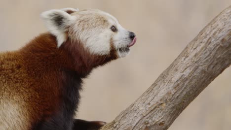 panda rojo trepando un árbol en cámara lenta