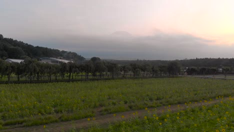 Aufwärts-Fliegende-Luftdrohne-über-Sonnenblumenfelder-Mit-Der-Silhouette-Des-Berges-Fuji-In-Der-Ferne-Bei-Sonnenuntergang