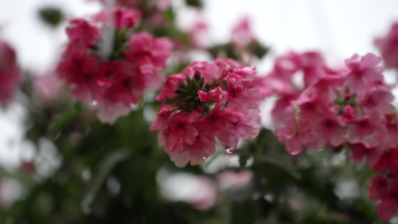 Flores de Verbena Rosa 'Empress Sun' decorando um jardim em dia chuvoso, com gotas, para decoração de casamento