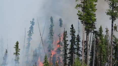 Un-Incendio-Forestal-Engulle-El-Bosque,-Contaminando-El-Aire-Mientras-Lo-Destruye-Todo