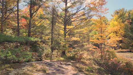 Slow-and-steady-tracking-shot-of-colorful-trees-of-fall-and-lens-flare-through-the-trees,-Algonquin-Provincial-Park,-Ontario,-Canada