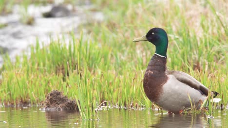 mallard duck quacking on rainy day by running water