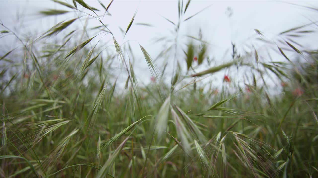 крупный план красочных полевых цветов над зелеными лугами