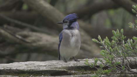 curious blue jay bird perched on a wood fence, turning head in slow motion