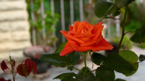 red-rose-blossom-in-home-garden-in-front-of-very-small-palm-trees-in-Buggiba,-Malta