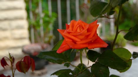 flor de rosa roja en el jardín de la casa frente a palmeras muy pequeñas en buggiba, malta