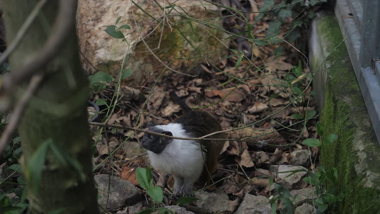 Detailed footage of a Cotton-top Tamarin in a zoo. Featuring its iconic white crest and expressive face as it explores a naturalistic floor habitat of leaves and mossy rocks