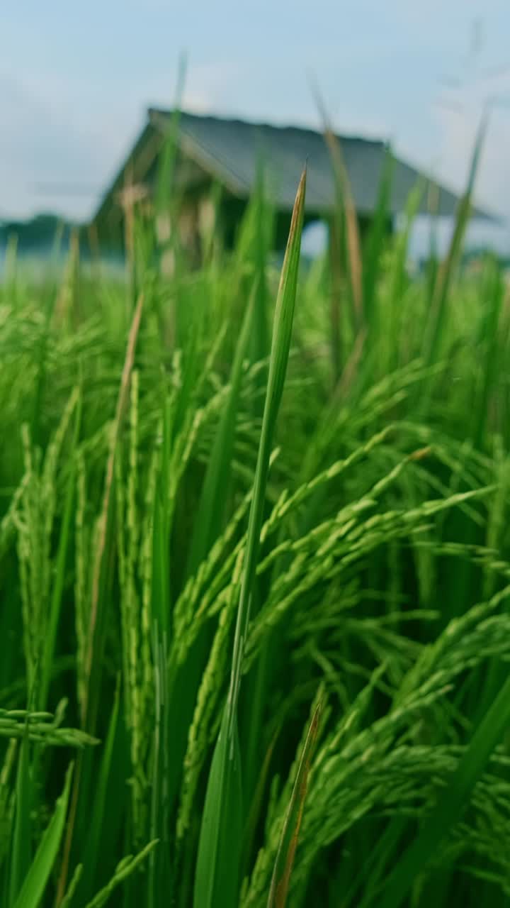 울창 한   들 이 조용 한 하늘 아래 바람 에 부드럽게 흔들리고 있다