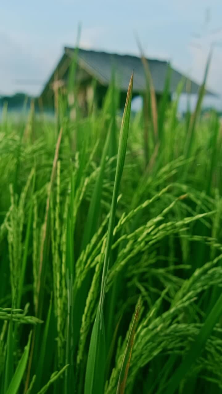 やかな空の下で風でゆっくりとらぎます