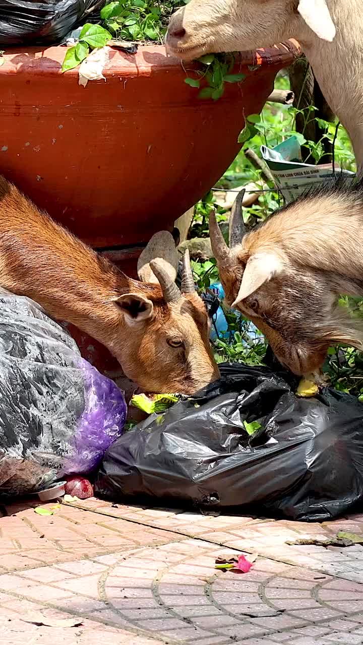 염소 들 이 정원 에서 쓰레기 봉투 를 탐사 하고 있다
