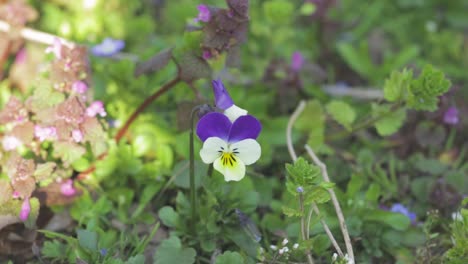 Hübsche-Stiefmütterchenblume,-Die-In-Der-Wildnis-In-Polen-Blüht---Mittlere-Aufnahme