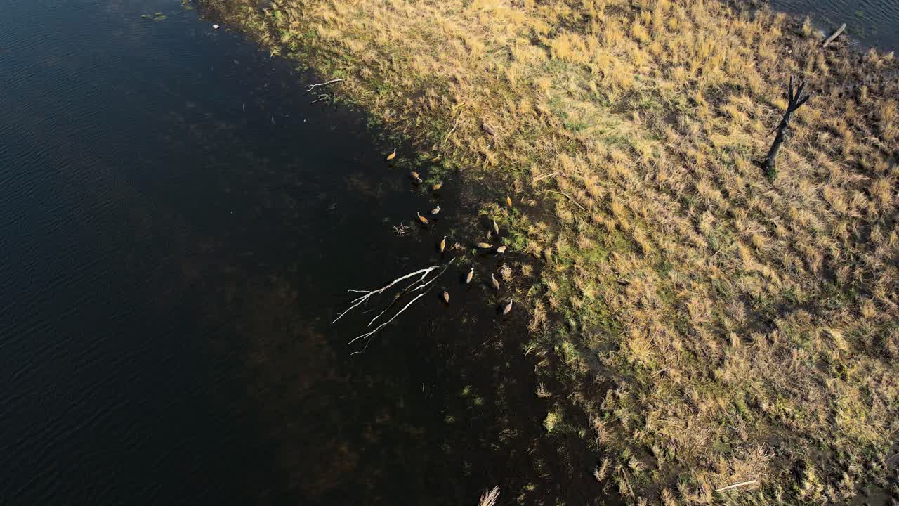 garzas sentadas en la orilla del río muskegon en el norte de muskegon, mi