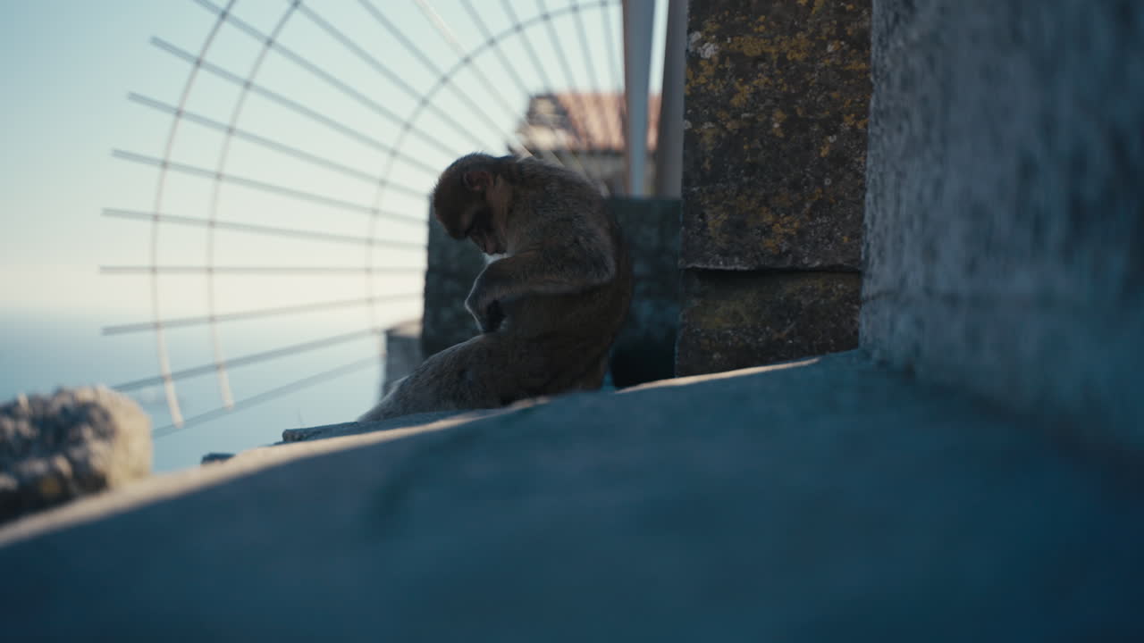 Gibraltar apes rest on the wall