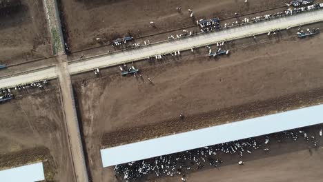 Las-Vacas-Se-Congregan-Alrededor-De-La-Sombra-Del-Cobertizo-De-Alimentación-En-Una-Lechería-Estadounidense