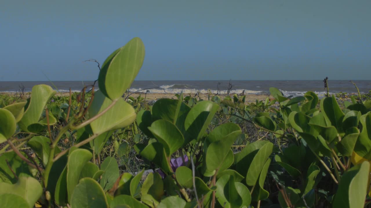 Ripresa a livello del suolo di piante rampicanti verdi e piccoli fiori selvatici sulla sabbia. Vista costiera tropicale con acqua di mare blu e onde ritmiche sotto un cielo limpido e soleggiato.