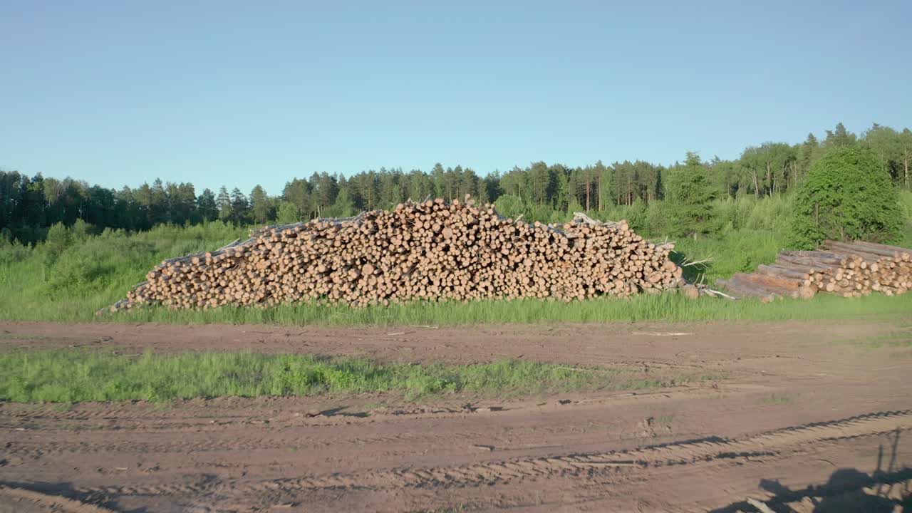 troncos cortados de abedul en el prado verde en el bosque