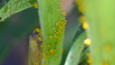 yellow or orange aphids on a milkweed plant