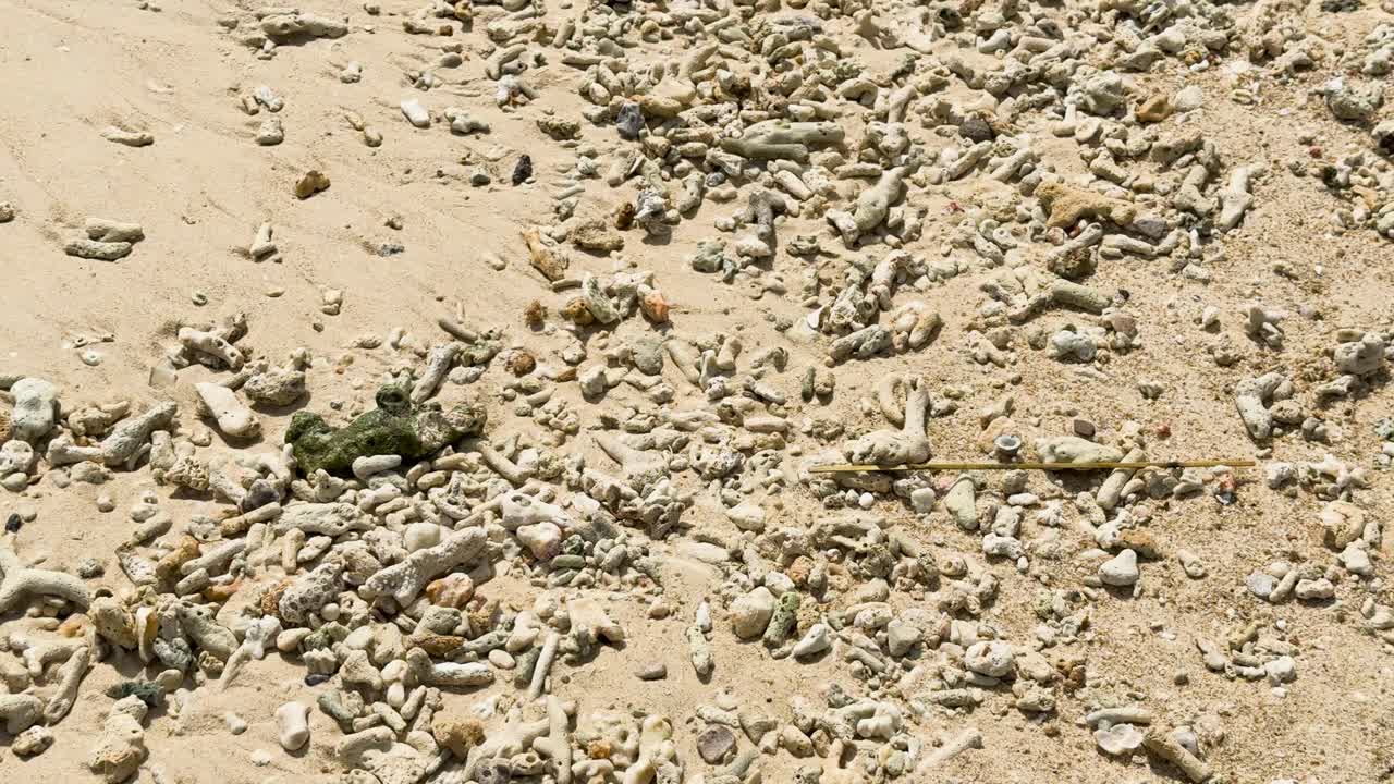 푸켓의 모래 해변에 어져 있는 산호와 조개