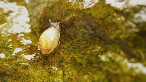 a snail crawls up a wet, algae-covered rock