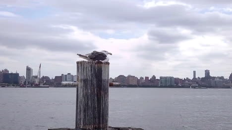 seagull with nyc skyline in background