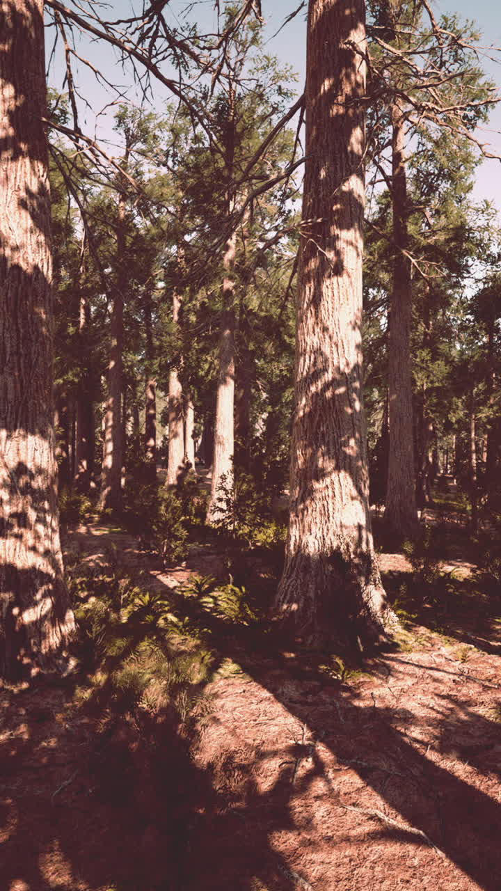 Il sentiero della foresta illuminato dal sole