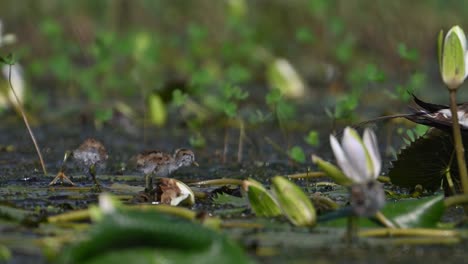 pheasant tailed jacana with beautiful chicks feeding in water lily pond in morning