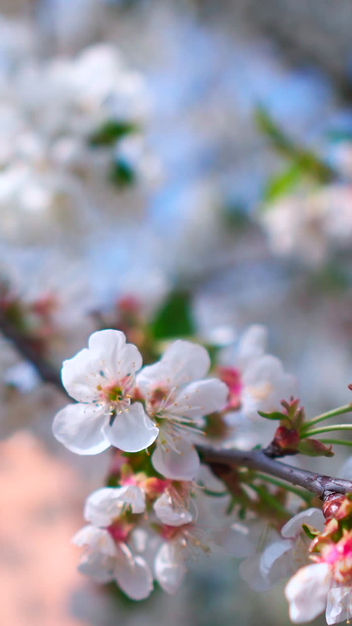 Sakura branch with white flowers. Blossom spring garden. Vertical video