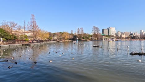 peaceful water scene with ducks and city skyline