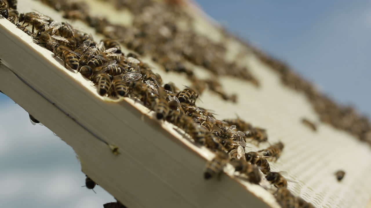 Close Up Of Hardworking Bees On Hive. Close up view of the working bees on honeycomb in summer day