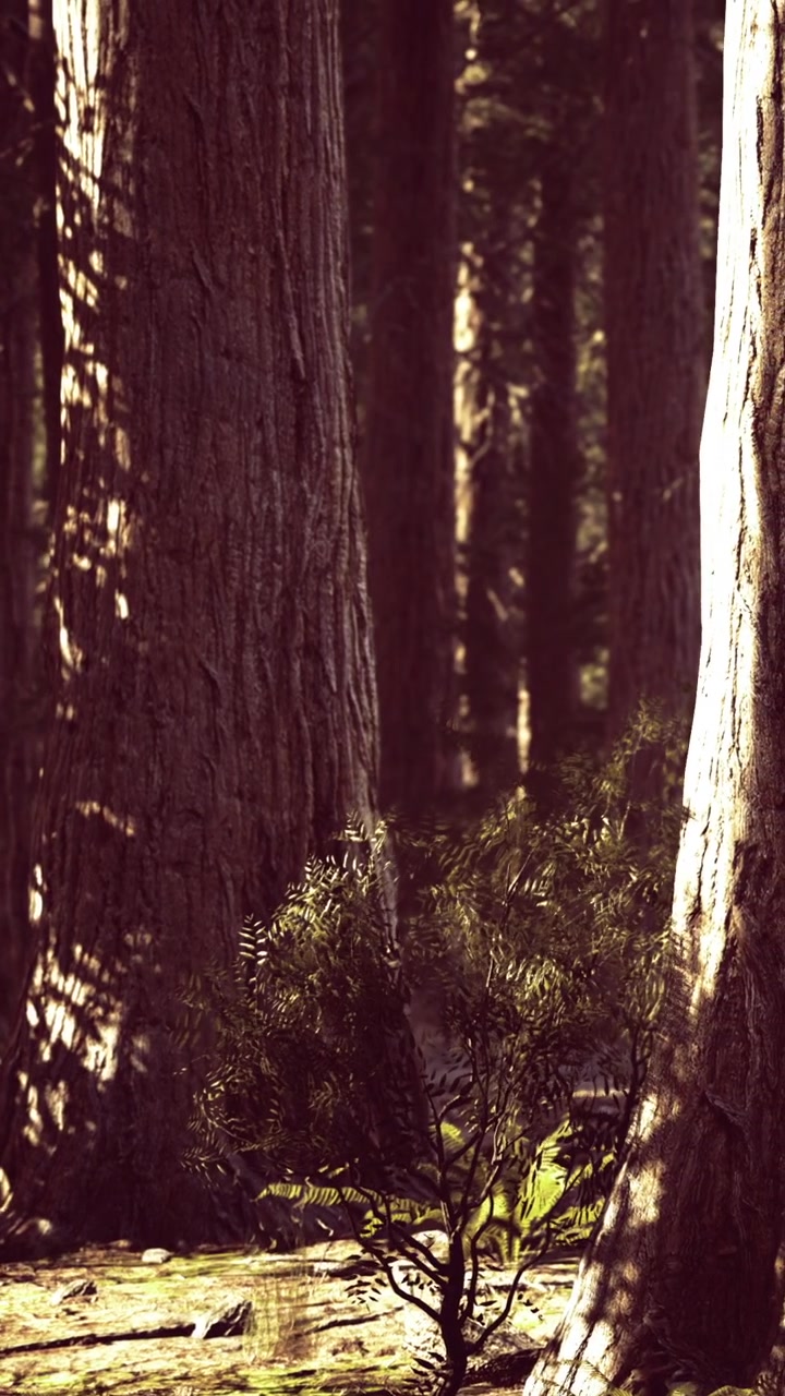 Alberi alti si ergono in una foresta con la luce del sole che illumina il terreno in primavera