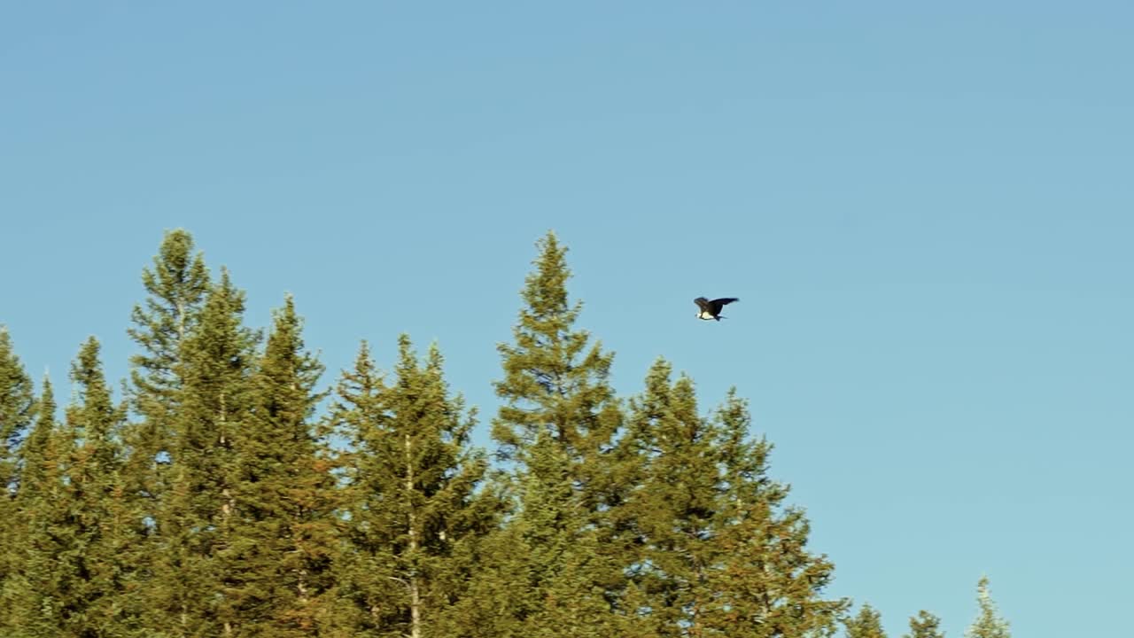 120 FPS slow motion shot of an isolated large wild hawk flying around ...