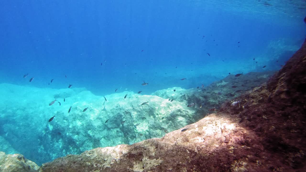 pequeños peces de arrecife bajo el mar en la isla griega de cefalonia