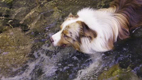 australian shephard red merle lying in a river in a stream of water during a hot day