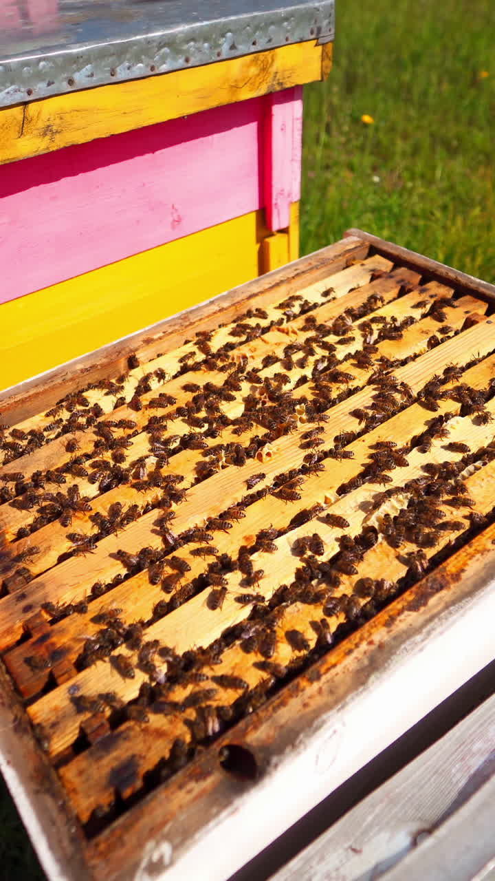 Open hive with bees. Beekeeper uses chimney with smoke over the beehive. Busy bees are crawling on wooden frames. Apiary concept. Vertical video