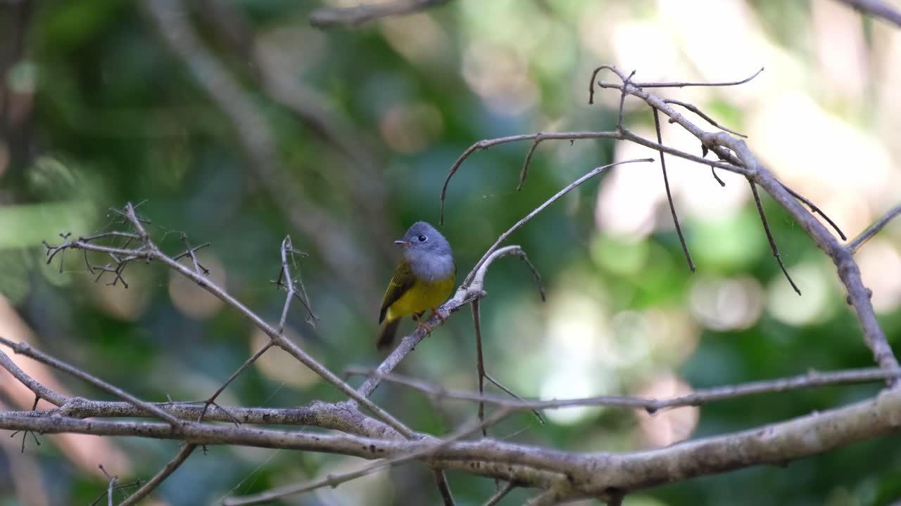 Grey-headed Canary-flycatcher, Culicicapa ceylonensis